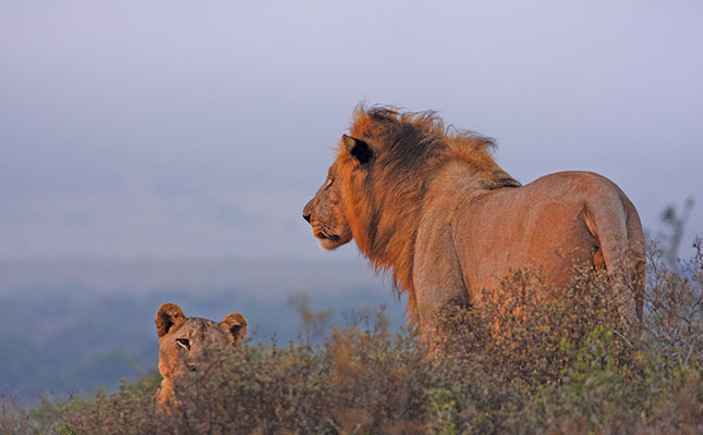 More lions being killed for Southeast Asia markets