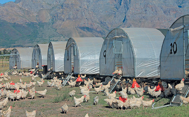 Poultry master plan aims to increase local production