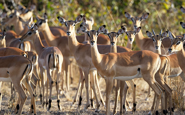 Bringing more South African game meat to dinner tables