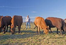 tuli cattle and breeder ben raath