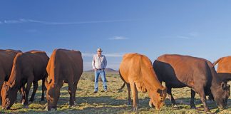 tuli cattle and breeder ben raath