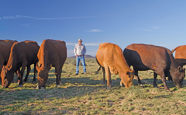 Tuli stud cattle flourish in Karoo small-stock environment