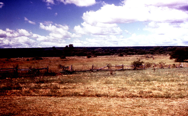 Drought claims more than 10 000 cattle in Zimbabwe