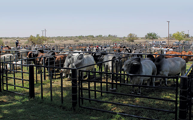 Foot-and-mouth disease spreads to four feedlots in Limpopo Foot-and-mouth disease spreads to four feedlots in Limpopo
