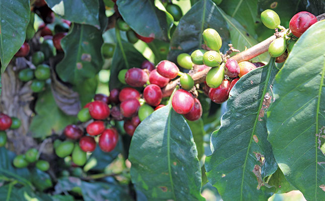 Labour-intensive coffee farm prospers in Hazyview climate