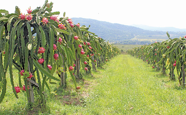 New sweeter Dragon Fruit cultivars