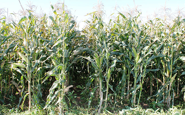 ‘Opportunity for SA to increase grain exports to Zimbabwe’ ‘Opportunity for SA to increase grain exports to Zimbabwe’