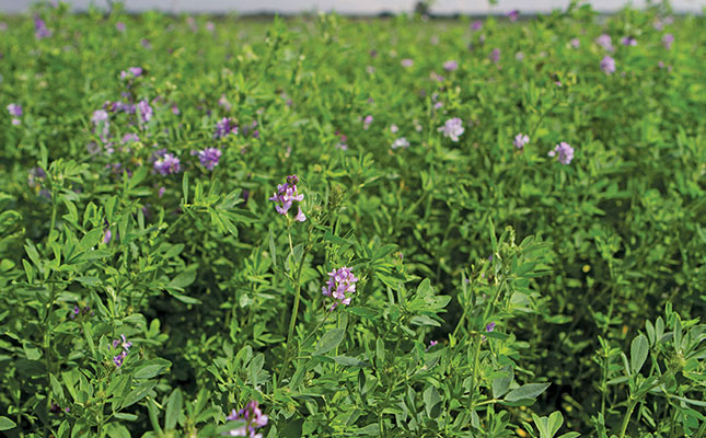 Lucerne shortage and high prices weigh on farmers