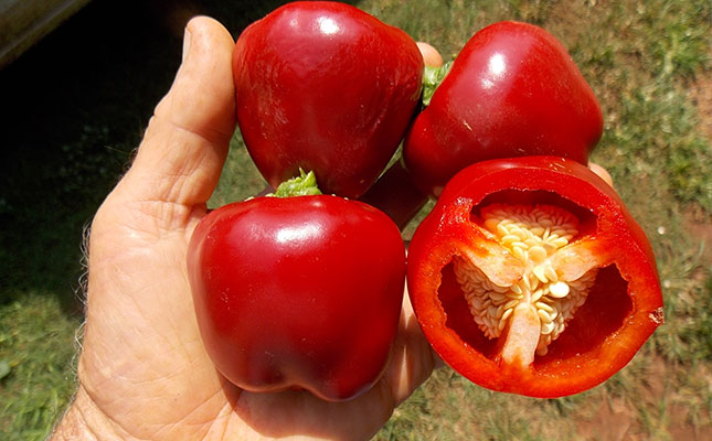 Pest management in peppers Pest management in peppers