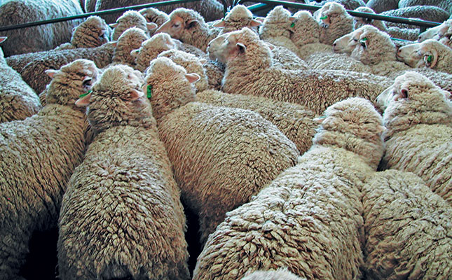 Exports to China continuing for now, despite FMD outbreak Exports to China continuing for now, despite FMD outbreak