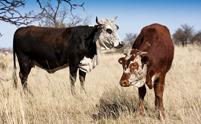 Stray cattle create havoc in the Free State Stray cattle create havoc in the Free State