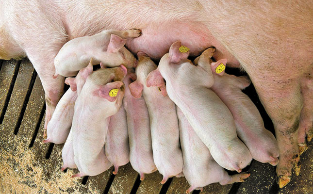 Caring for the sow and piglets at farrowing