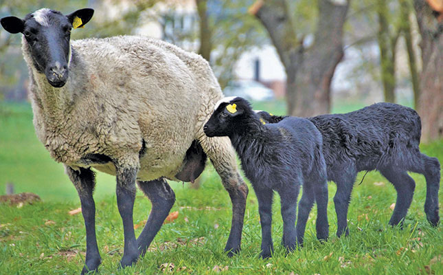 The basics of the Suffolk breed