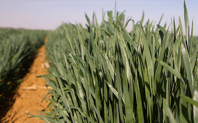 Concerns raised over state of SA’s wheat crop