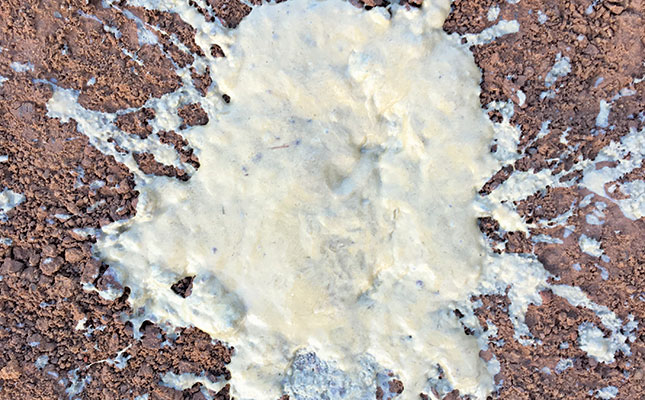 Diarrhoea in lambs: prevention and treatment Diarrhoea in lambs: prevention and treatment