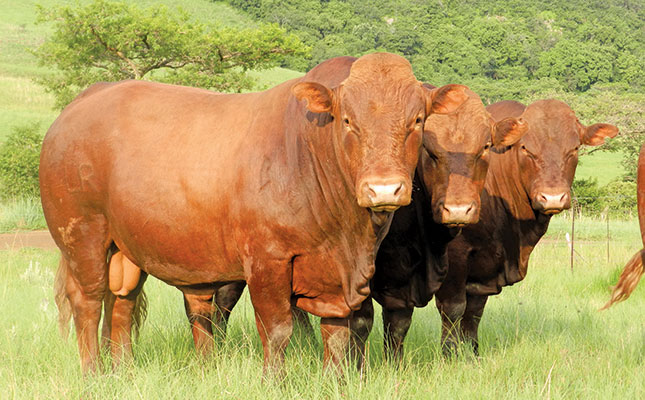 Tough times need tougher cattle Tough times need tougher cattle