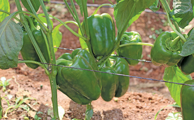 Attention to detail ensures high-quality sweet peppers