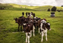 New Zealand adds methane loophole for farmers in carbon bill