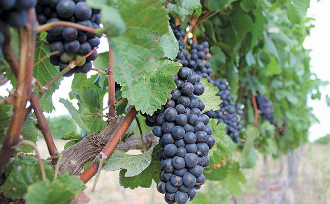 Slightly larger wine grape harvest expected in 2020
