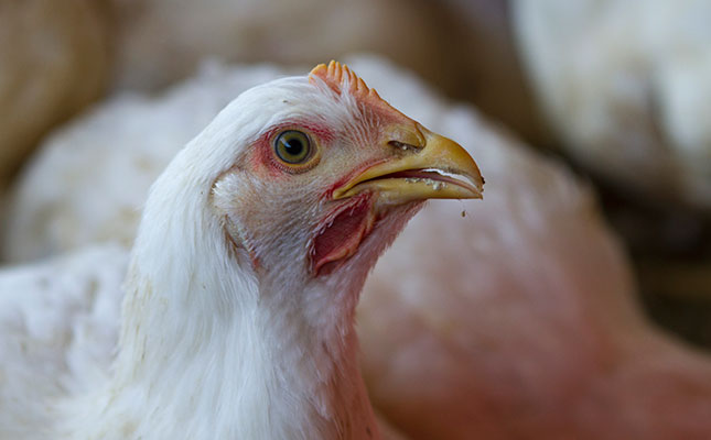 FairPlay calls for chicken imports from Brazil to be banned