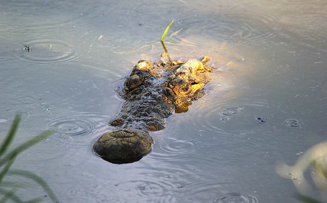 Export tax bites into survival of Zambian crocodile farming Export tax bites into survival of Zambian crocodile farming