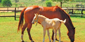 Rapidly growing foals are susceptible to epiphysitis.