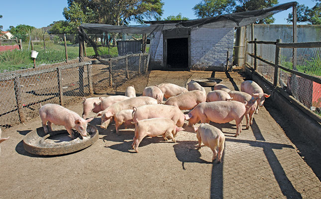Online auction: game changer in South Africa’s pork market