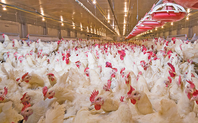 Judicious use of antibiotics in poultry production