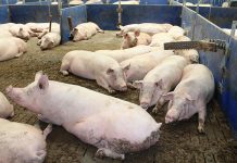 Western Europe fortifies defences against African swine fever