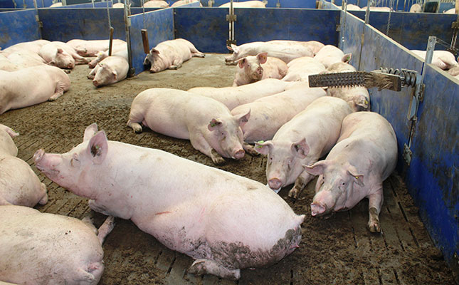Western Europe fortifies defences against African swine fever