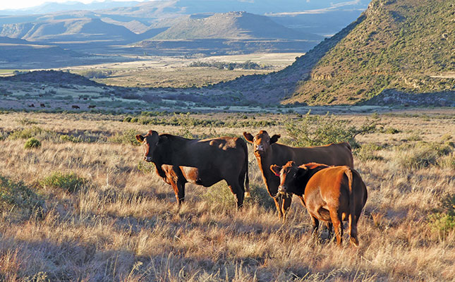 A grass-based approach to beef stud farming