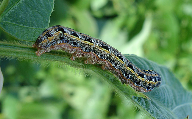 Farmers must be vigilant for presence of fall armyworm moths