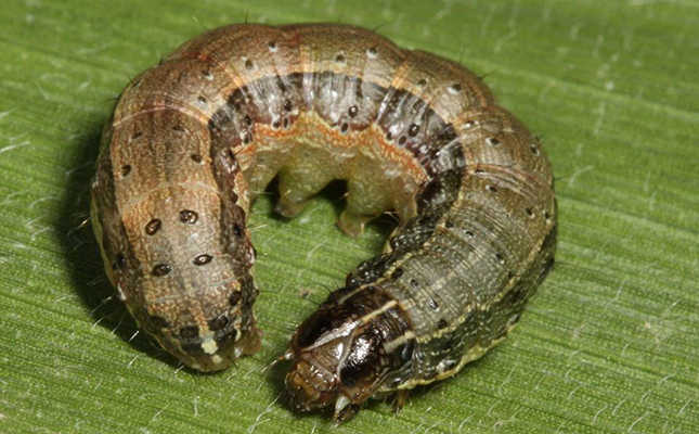 Fall armyworm outbreaks in Mpumalanga and KZN