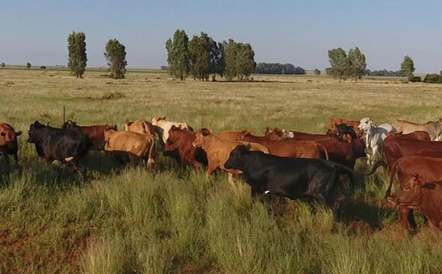 5 200 weaner calf net R54 million in video sale 5 200 weaner calf net R54 million in video sale