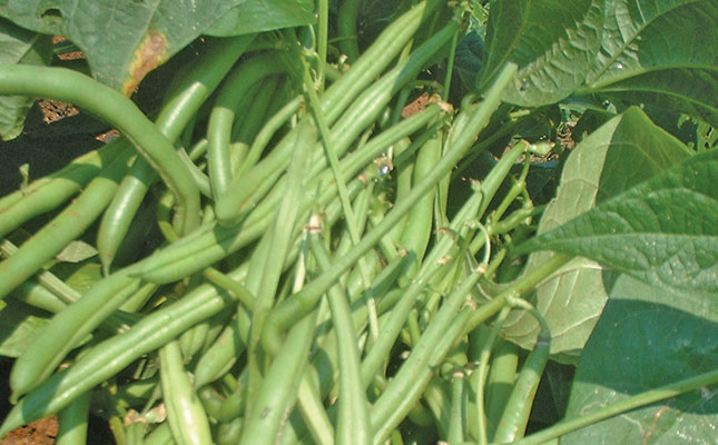 Planting and harvesting green beans