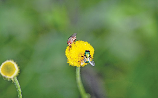 Insects: know your friends from your foes