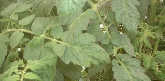 tomato leaves