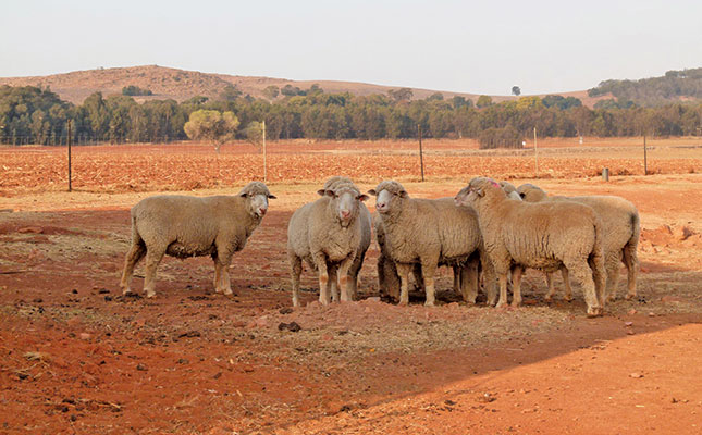 Learn about the SA Mutton Merino sheep breed