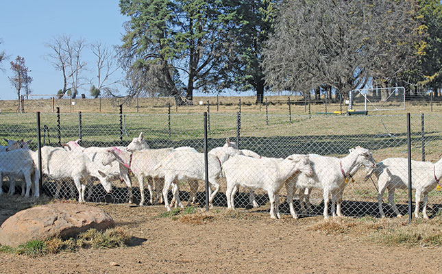 Award-winning goat’s cheese from Clarens