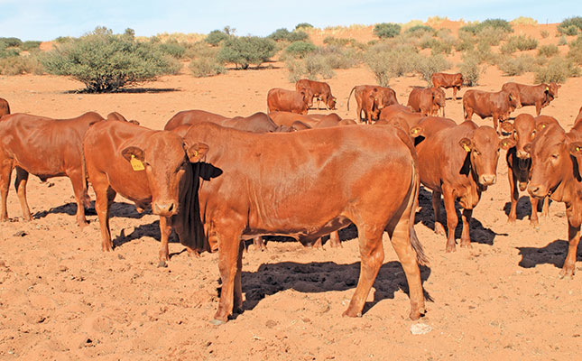Afrikaner cattle thrive in Namibia’s arid regions