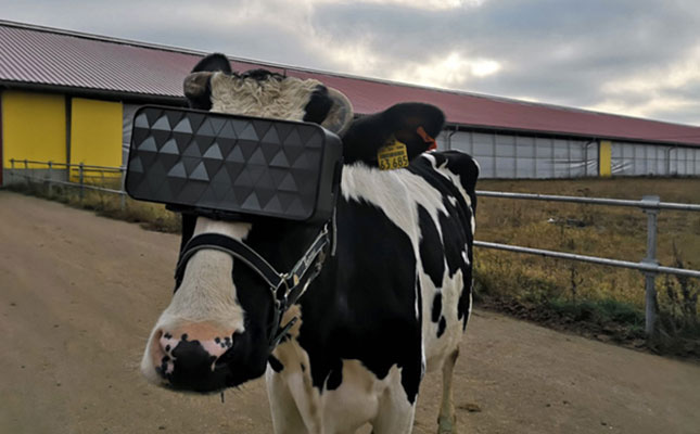 How virtual reality goggles can improve cows’ well-being