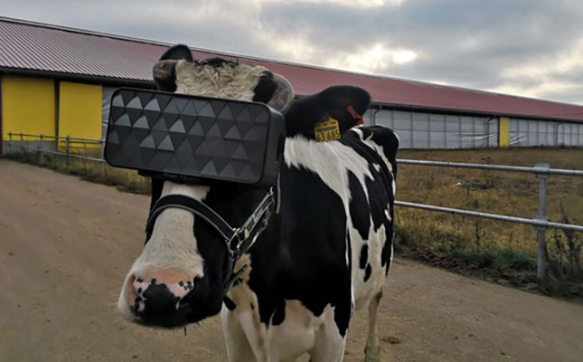 How virtual reality goggles can improve cows’ well-being How virtual reality goggles can improve cows’ well-being