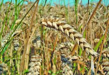 Low disease and frost resistance for EU crops due to hot weather