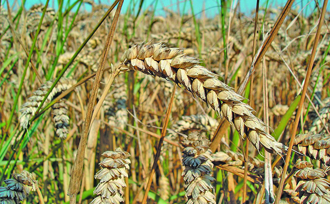 Low disease and frost resistance for EU crops due to hot weather