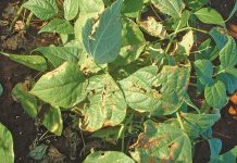 A seed-borne disease is capable of destroying an entire bean crop.