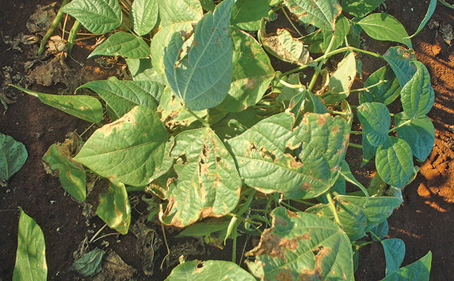 Ensuring that seed is disease-free Ensuring that seed is disease-free