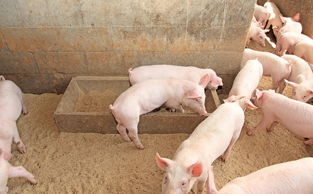 Zimbabwe boosts livestock production with pig imports from SA