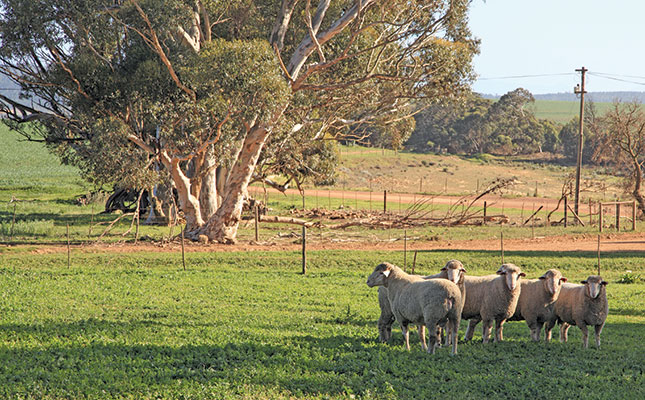 Breeding fuss-free Mutton Merino sheep