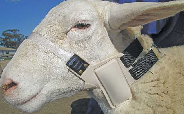 Karoo sheep farmer outwits predators with his nail collar