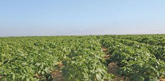 SA potato industry to have greater access to Mondial variety